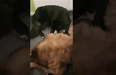 dog sucking another