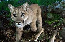 mountain lion east western extinct locals lions eastern still them but may sightings officials wildlife say think been they wandered
