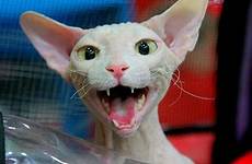 kittens ugly animals cats incriveis imagens