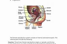 reproductive labia