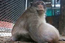 monkey fat obese thailand uncle diet big morbidly fatty chunky junk food monk thai after put very authorities comments gorging