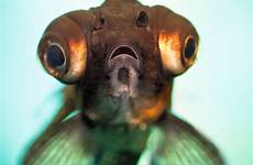 eye fish pop goldfish aquarium telescope matteo treatment manage
