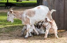 goat feeding pasture goats