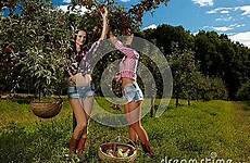 picking apples sexy women orchard young beautiful photography stock