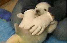 gif bear polar baby tickled getting