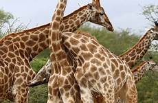 giraffe giraffes necking africageographic