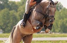 buckskin eventing horses jumper seriously pferde equestrian pferd