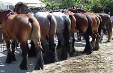 paarden ringrijden clydesdale horses draft butts zeelandnet trekpaarden domburg mooie paard delen