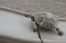 gif turtle fail gifs slippery tenor