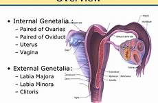 genital histologic slide genetalia
