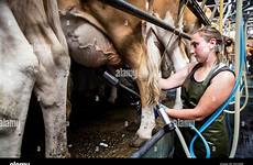 milking guernsey vaches apron traite grembiule giovane mucche indossa mungere piedi mungitura cow cows cowshed