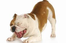 dog yoga dogs downward doing down facing yawn bulldog injury part when total aggressive pose do they white border baby