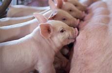 suckling piglets piglet sow distributore contacteer