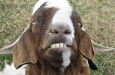 goats goat funny smiling billy photobucket face when animal cute become did fuck creepy animals i1221 humans humble posterboy perfect