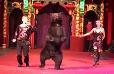 circus bear animals show different