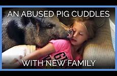 pig abused chasing loves koa