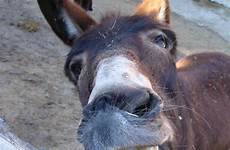 donkey smile donkeys dumb champ shrek cyprus contradicting silly soumo admiring