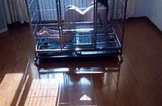 divinely caged petplay