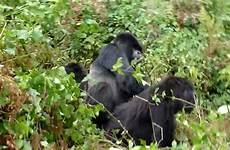 sex having gorillas
