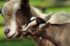 goats mama nuzzles cries sacrifice animali baa santeria koze
