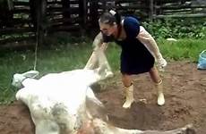 cow woman kicked rub face down animal getting kicking kick birth hand goes lady after trying reaching gently check her
