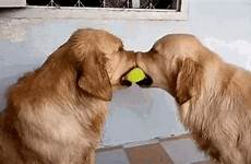 gif golden retriever funny animals gifs love ball tennis sharing