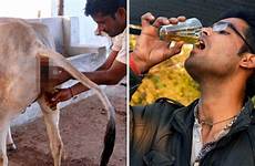 urine sapi urin minum obat warga indian avantages vache meminum reportedly coronavirus kencing wisatawan coba negara syok berani kebiasaan nyeleneh