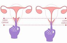 cervix cervical fertility ovulation calculators