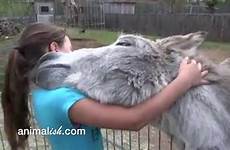 donkey girl woman friends show mexican video