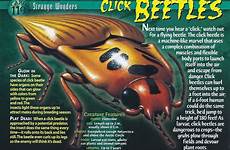 beetles