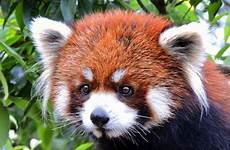 zoo panda red pandas nishiyama park cute japan lesser famous fukui known also