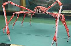 crab japanische crabs macrocheira kepiting animais kaempferi daddy estranhos prehistoric