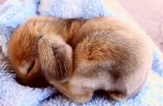 bunnies bunny cutest adorable rabbits sleepy häschen lop fuzzy user gmx wuverly