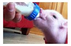 weird gif milk baby pigs giphy customs sense regulations really make wheely