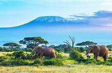 safari tanzania wildlife african travel amboseli ngorongoro quenia crater independently monte amazing days nacional parque