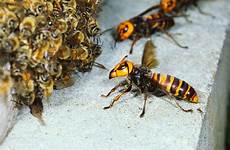 hornet bee giant asian bees decapitating honey huge creature hornets do absurd week wasp insect survive hugs group friends re