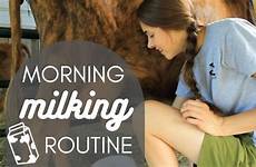 milking morning routine