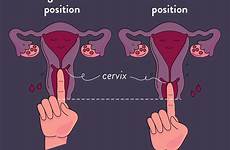 cervix supply