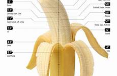 penis average size infographic sizes country around