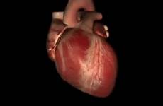 gif heart works 3d video