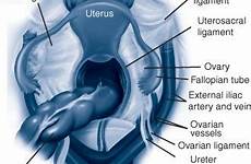 anatomy surgery principles pelvic internal above pubis gynecology fig doctorlib info