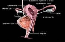 vagina sistema uterus reproductive riproduttivo femminile internal ovary anatomia reproductor femenino liver aparato cambios labios mujer