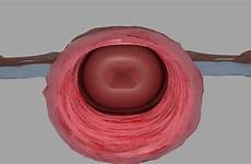 uterus ovary turbosquid