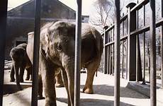 cages captive elephants britannica organizations learn