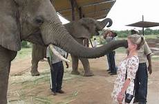 elefante trompa elephant trunk