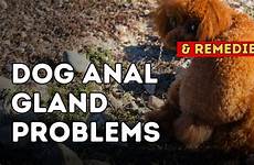 anal gland dog problems