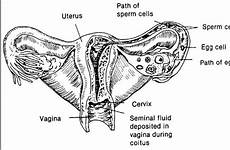 sperm ovum travel newborn care conception fertilization figure principles obstetric