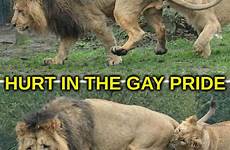 gay pride lion balls hurt lioness meme imgflip