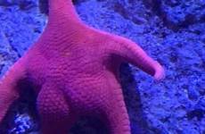 starfish viral kark brproud cdt wivb