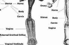 uterus cow organs reproductive anatomy ewe uterine solated comparative vagina